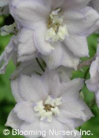 Delphinium Magic Fountains 'Cherry Blossom'